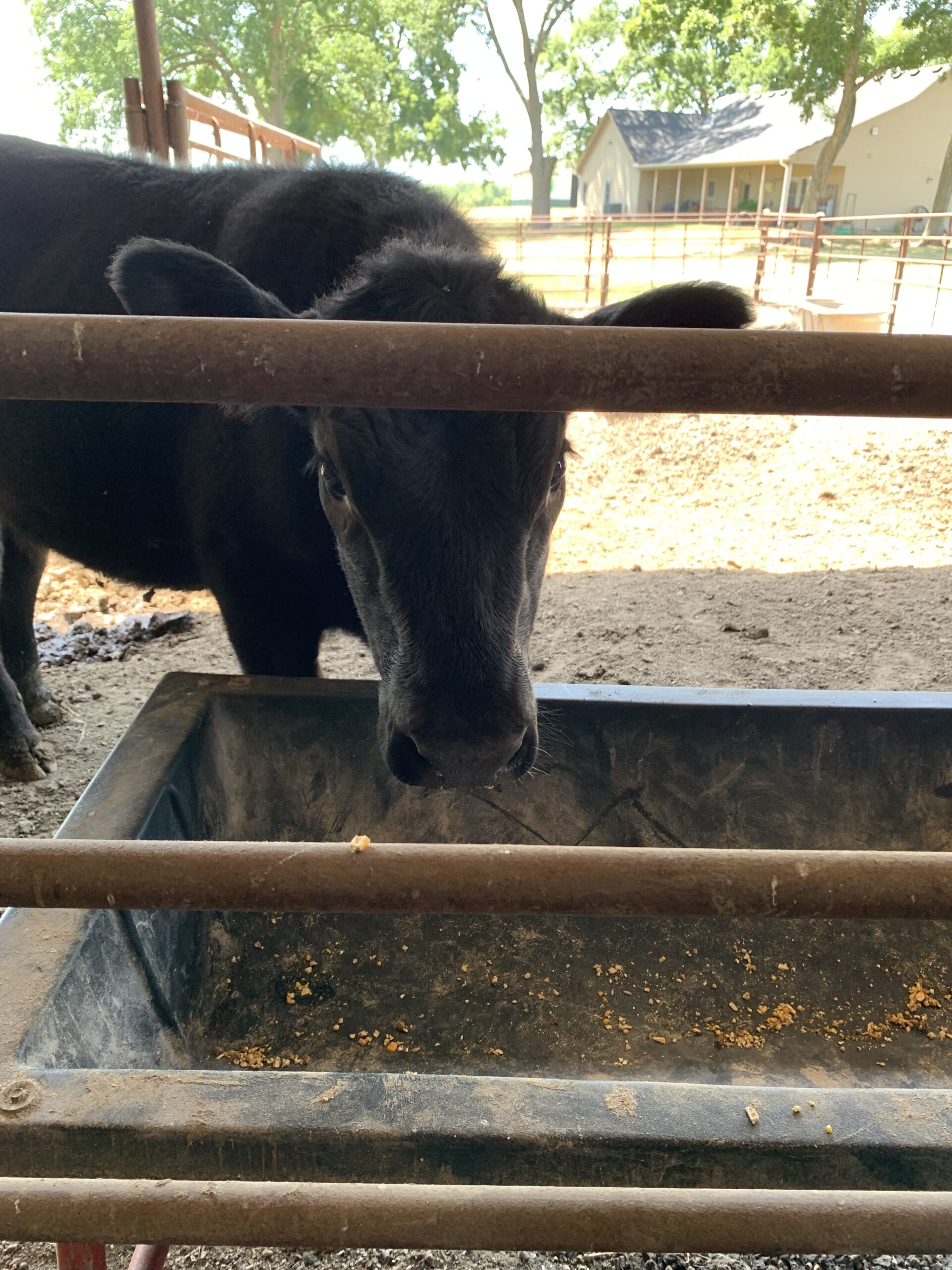 Hungry Cow Fremont - q2ajtf4